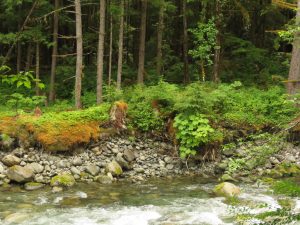 thorston creek (Caitlin to the Ferry in Bella Coola)