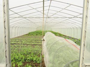 anahim gh 1 (June (2019))