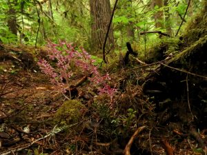 9 orchids (Caitlin to the Ferry in Bella Coola)