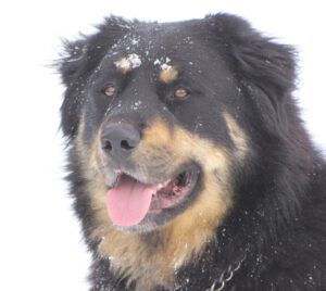 58 Badger (Badger’s Last Ride.)