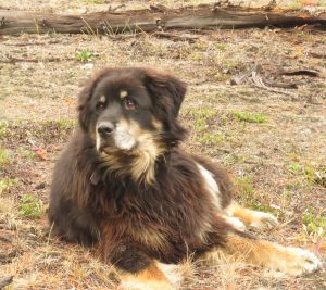 10 almost last hike (Badger’s Last Ride.)