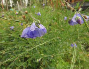 10 blue flax (August at Ginty Creek)