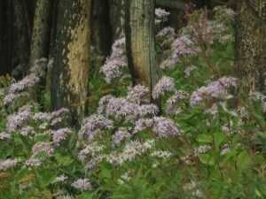 11 showy aster 2 (Perkins Peak Late August)