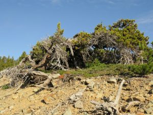 11 whitebark (Perkins Peak Late August)