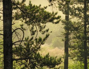 13 RAIN AGAIN (August at Ginty Creek)