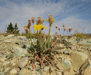 14 agoseris (Perkins Peak Late August)