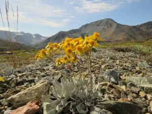 15 silvery groundsel best (Perkins Peak Late August)