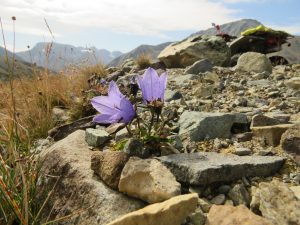 18 harebell (Perkins Peak Late August)