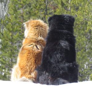 62 best buddies (Badger’s Last Ride.)