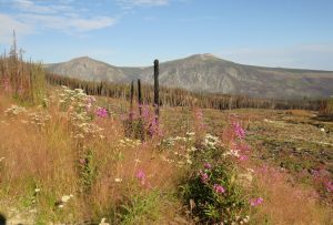 2 clearcut (Perkins Peak Late August)