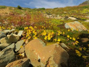 20 monkey flowers (Perkins Peak Late August)