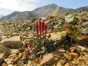 20 sorrel (Perkins Peak Late August)