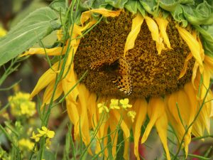 21 butterfly (August at Ginty Creek)