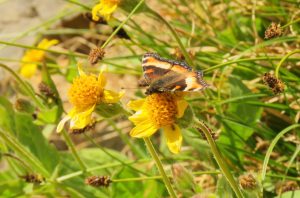 22 butterfly (Perkins Peak Late August)