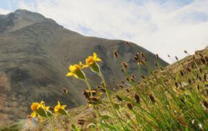 23 arnica (Perkins Peak Late August)