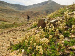 23 partridge foot (Perkins Peak Late August)