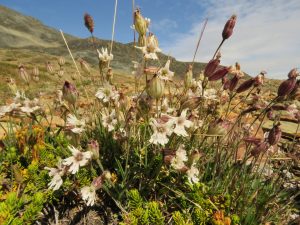 25 campion (Perkins Peak Late August)