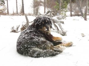 2a sitting in snow all over (Badger’s Last Ride.)