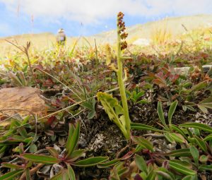 moonwort (Perkins Peak Late August)