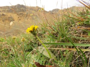 native dandelion (Perkins Peak Late August)