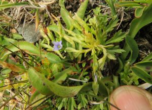35 gentian 1 (Perkins Peak Late August)