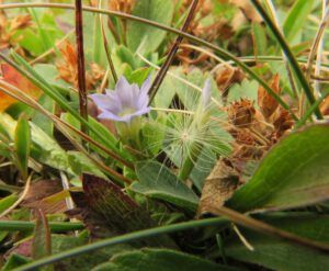 36 gentian 2 (Perkins Peak Late August)