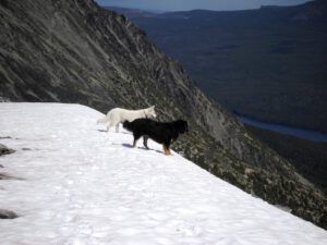 OLYMPUS DIGITAL CAMERA (Badger’s Last Ride.)