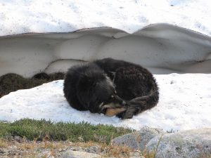 3c badger cooling off on snow (Badger’s Last Ride.)