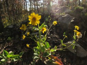 4 arnica best (Perkins Peak Late August)