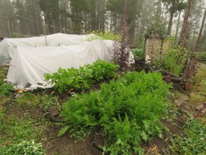4 garden after weeding (August at Ginty Creek)