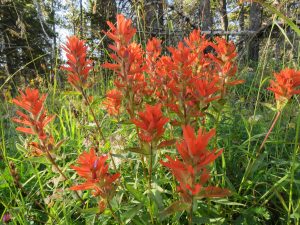 6 paintbrush (Perkins Peak Late August)