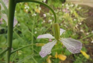 6 radish flower (August at Ginty Creek)