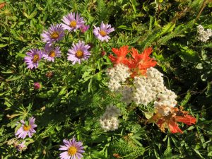 7 aster foliacioua (Perkins Peak Late August)