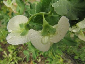 7 pea flowers (August at Ginty Creek)