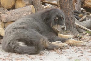 7 rolled in dustjpg (Badger’s Last Ride.)