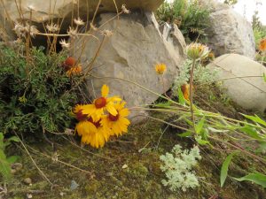 8 brown-eyed susan (August at Ginty Creek)