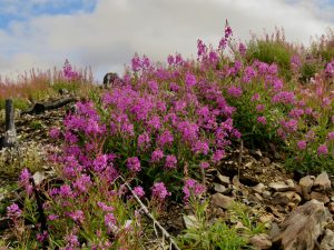8 so purple (Perkins Peak Late August)