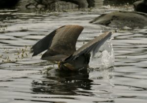 13 diving (Booktour Highlights)