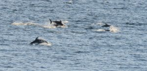 16 dolphins 1 (Booktour Highlights)