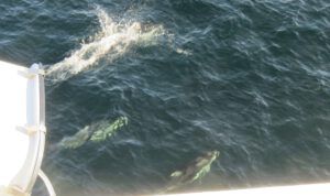 18 dolphins 2 (Booktour Highlights)