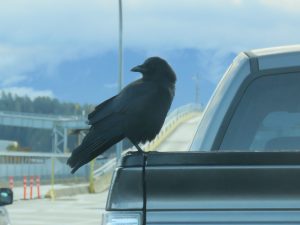 21 crow (Booktour Highlights)