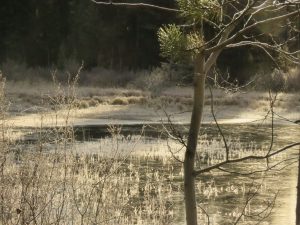 11 frost on pond. (November)