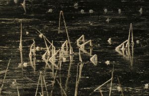 12 ice on sedge (November)