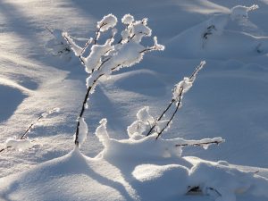 16 backlit 2 (Solstice 2019)