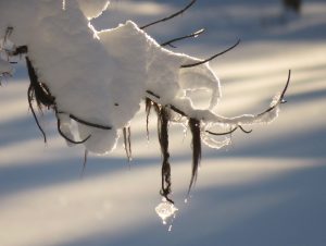 18 lichen (Solstice 2019)