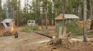 1c twin trees down (November)