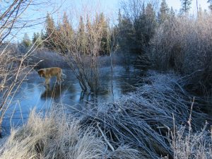 22 beaver dam best (November)