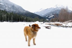 23 Burned Bridge (Solstice 2019)