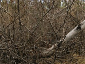 6. Big tangle (November)