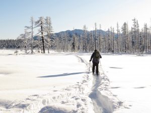 8 meadow (Solstice 2019)